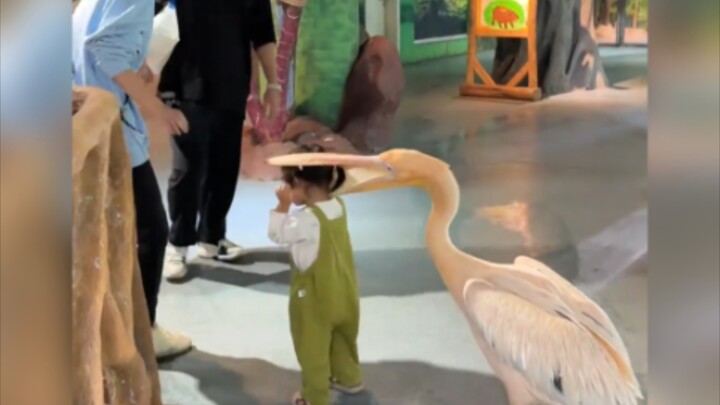 Animals: We didn’t come for nothing—no one comes here for nothing! Here’s a talent show right now!