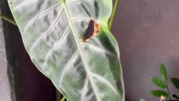 พญาจงอาง