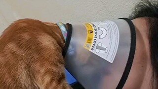 แมว: มองเข้าไปในตาของฉัน