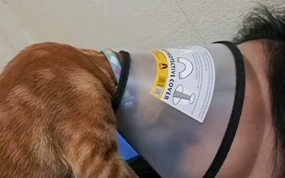 Kucing: Lihatlah ke dalam mataku