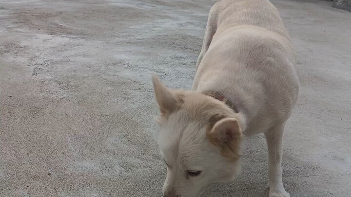 Where did the fur go? #pomerian #dogs #comedy