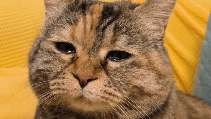 "Kasihanilah aku, mangkuk kucing sudah kosong selama tiga menit"