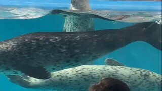 عندما تقف الفقمة هناك، تصبح جنديًا.