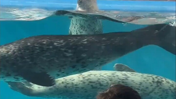 แมวน้ำแค่ยืนอยู่ตรงนั้นก็เหมือนทหารแล้ว