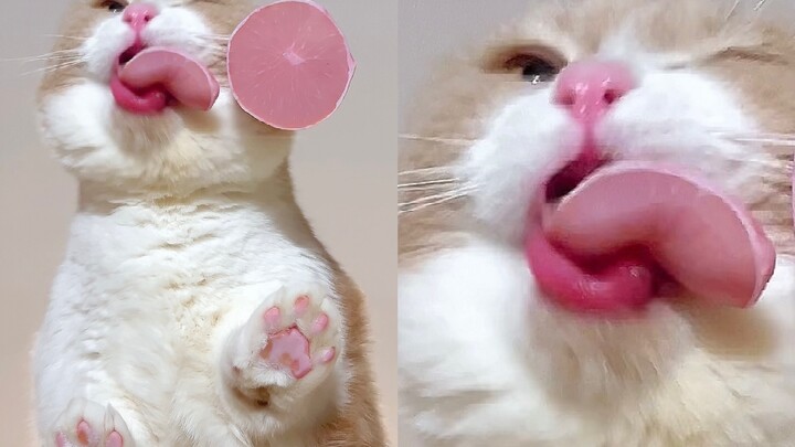 Piggy's testicles are just as pink as Jiojio's!