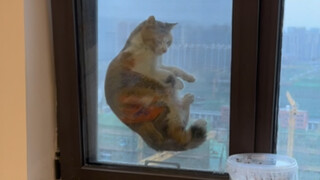 猫德学院的优秀员工（下）