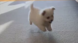 "I, the little dog, am going to get beaten up."