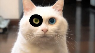 White fat: You've gone too far!