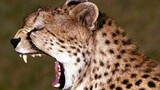 [Satwa] Berbagai Tipe Auman -- Cheetah Paling Imut!