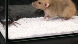 Tikus vs kalajengking, akhirnya tahu siapa yang paling beracun!