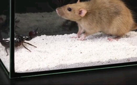 Animal | The Battle Of Rat VS Scorpion