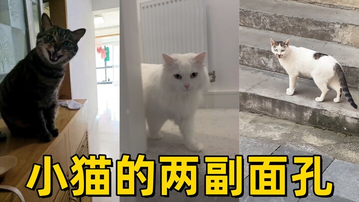 แมวน้อยสองหน้าทั้งต่อหน้าและลับหลัง