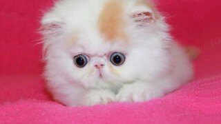 ลูกแมวเปอร์เซียน่ารักเกินไป - วิดีโอลูกแมวเปอร์เซียน่ารัก ใหม่