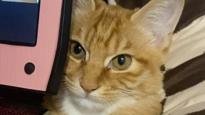 Kucing meniru manusia
