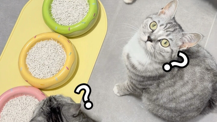 Nhà ai tốt bụng thế lại cho mèo ăn cát vệ sinh vậy?