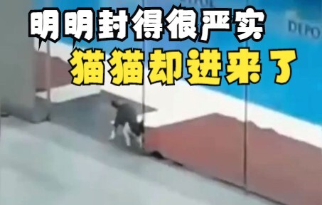 The surveillance footage is mind-blowing—how did the cat get in when everything was sealed so tight?