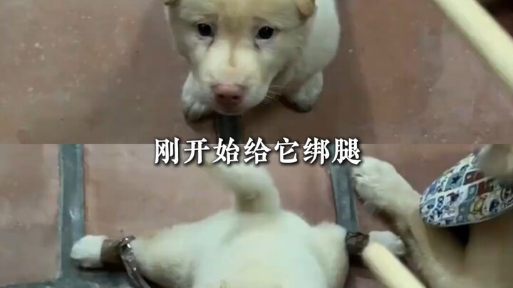 Phương pháp này có lẽ chỉ có “Hoa Đà thời nay” mới nghĩ ra được.