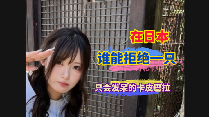 Di Jepang, siapa yang bisa menolak capybara imut dan menggemaskan seperti ini!