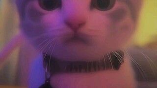 cat rizz😎😎😎