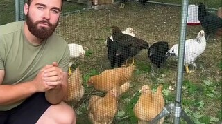 ทักษะที่พี่ชายเพิ่งเรียนรู้เมื่อเร็วๆ นี้: พูดภาษาไก่ พอฝูงไก่ในกรงได้ยิน ก็ยอมเข้ากรงอย่างเชื่อฟังจ