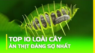 Kinh Hãi Trước 10 Loài Cây Ăn Thịt Đáng Sợ, Bạn Không Tin Chúng Đang Tồn Tại