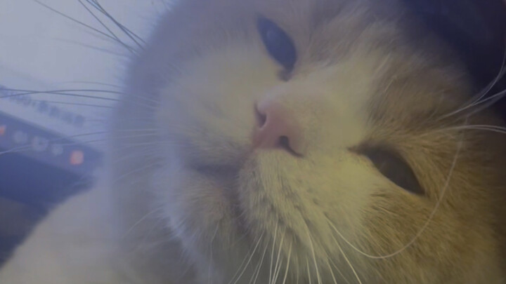 สัญญากับฉันนะ อย่าใช้เมาส์เกาแมว