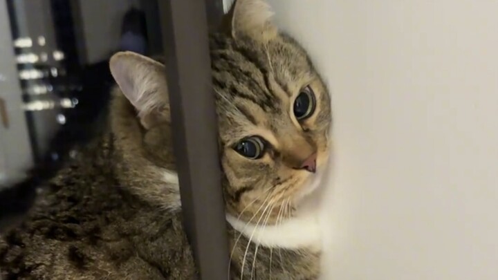 Mèo Mèo: Người lạ trong nhà đã đi chưa?