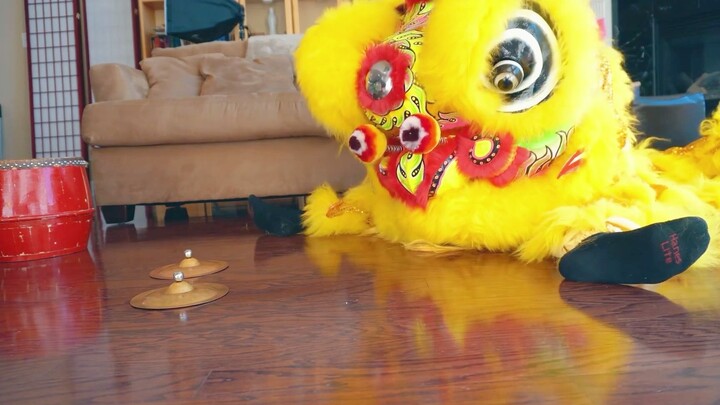 看看在家无聊的大黄狮是怎样玩耍的