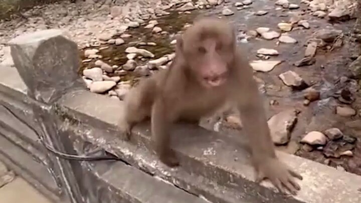 Monkey Steals Peaches
