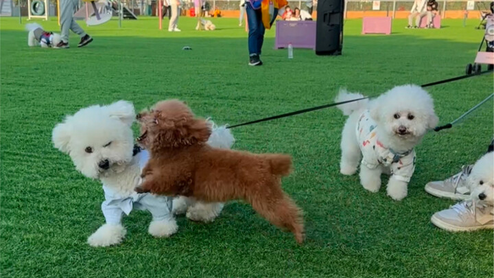 The Social Lives of Modern Dogs…