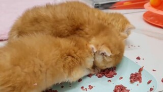 Đám mèo con ăn đĩa thịt như heo