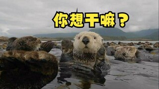 海獭们休闲的日常！