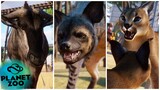 🦋 ALL 8 NEW ANIMALS SHOWCASED - Planet Zoo Grassland Animal Pack [4K]