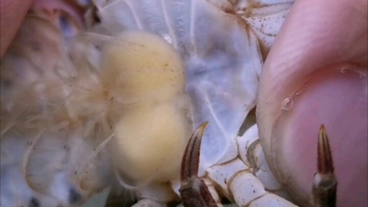 Crab Jianqiang has lost his wife again, and Paul’s new home is already chomping down on shrimp.