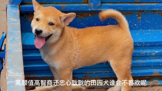 Ketika ia melihat saya memotretnya dengan ponsel, ia dengan malu-malu bersembunyi. (Anjing pemburu k