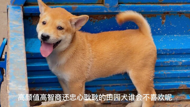 When it saw me taking a picture of it with my phone, it shyly hid away. (Guangxi native yellow hunti