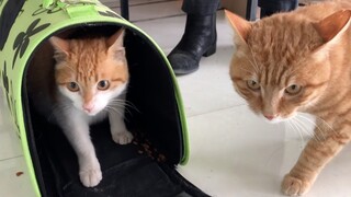 Ibu kucing: Kumohon, jangan usir aku, biarkan aku melahirkan anakku