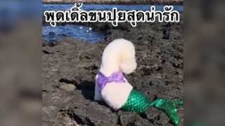 พุดเดิ้ลขนปุยสุดน่ารัก