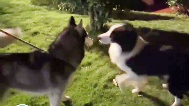 #الهاسكي: ما أحبش هذا البوردر كولي اللي ماعنده أي إحساس بالحدود! لو كنت أعرف من البداية هيك، ماكنت ج