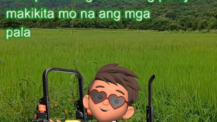 palay