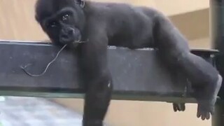 tak perlu galau,,slow saja