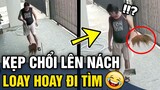 Tổng hợp những tình huống 'NÃO CÁ VÀNG' khiến ai thấy cũng bật cười | Tin 3 Phút Hài