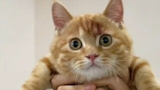 狮子王，但是猫