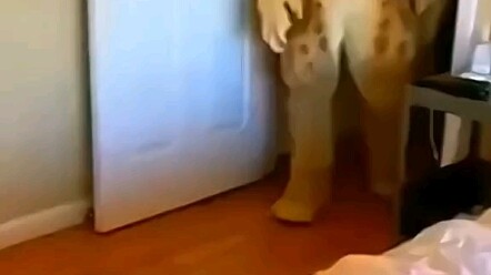 Inilah alasan kucing tidak mau bermain dengan anjing. Senang sepanjang hari.