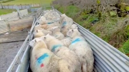 See how Border Collie herds sheep #Border Collie #Dog's Daily Life #Cute Pet Becomes a Spirit