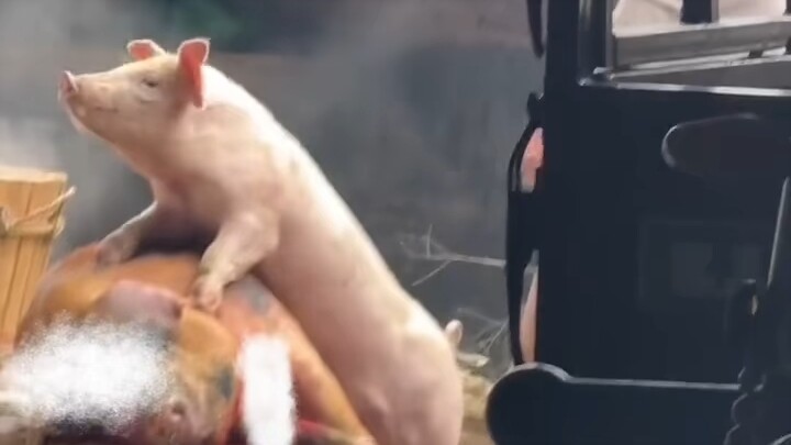 Makna Cinta Sejati Bagi Bajie