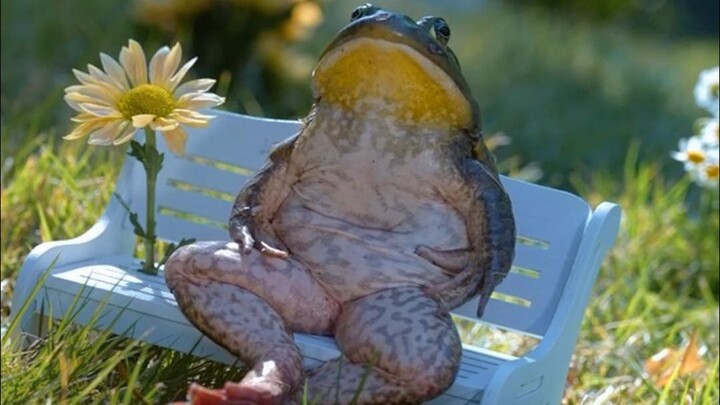 Fate-laden stir-fried bullfrogs