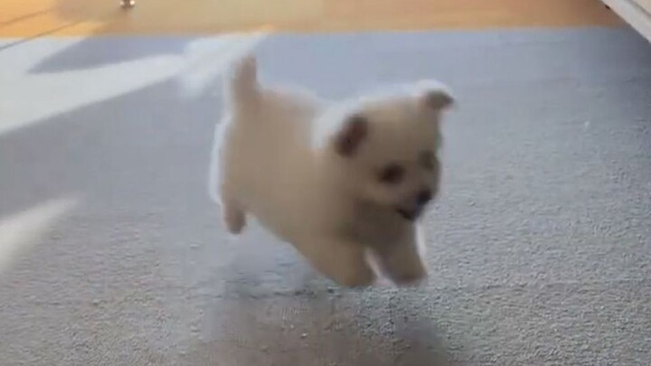 Ada anjing galak di dalam, harap jangan masuk!