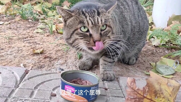 ฉันจะทนความอับอายเช่นนี้ได้หรือ? กระป๋องเอ๋ย ก็ได้สิ!