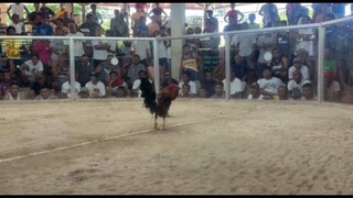 WL 🐓🫡